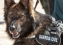 Guardia_Civil_Hund_Dakota_Drogen