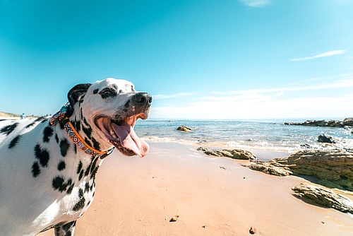 Nueva ley de protección animal en España